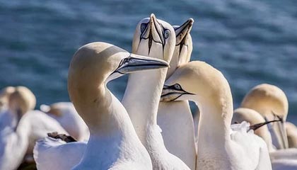 加拿大队赛制评析：如何在团体赛制中调整战术迎接挑战，加拿大队名单