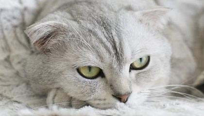 加拿大队赛制评析：如何在团体赛制中调整战术迎接挑战，加拿大队名单