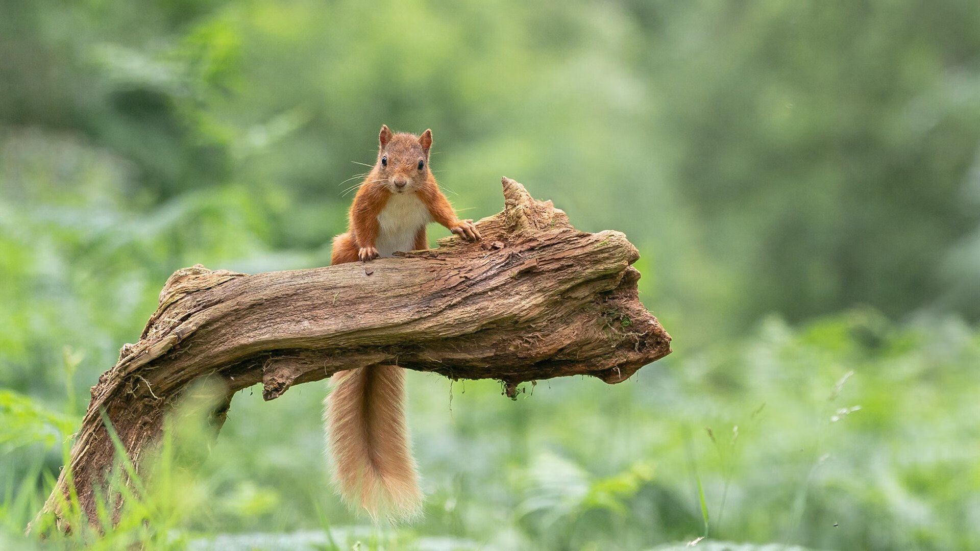 开云官网首页-恩比德篮下脚步灵活连续打成高难度进攻,恩比德复出首战砍下24分8板2助3帽