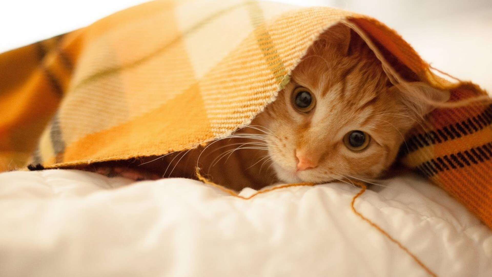 开云体育在线赛事直播-掘金核心复出帮助球队稳住阵脚,掘金主力球员名单