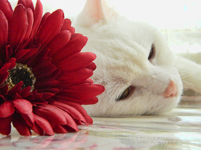 开云中国大陆-新西兰全黑队的球员技术全面，迅速适应对方战术变化，新西兰全黑队队员介绍